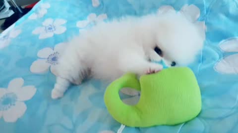 Puppy playing with a doll