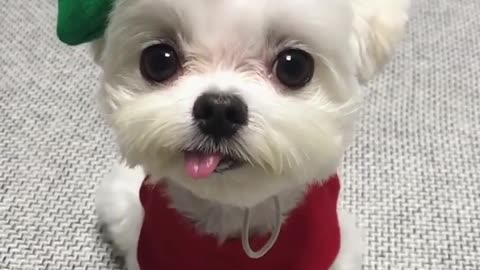 Maltese Puppy In Adorable Outfit Sticks Her Tongue Out