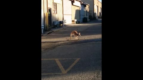 A Kangaroo on the Loose in Staten Island?