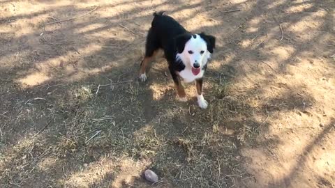 Cute Puppy Plays Soccer