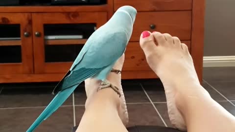 Weird parrot obsessed with owner's feet