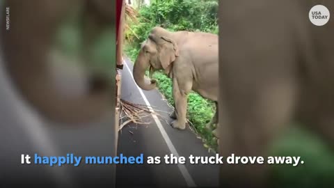 Hungry elephant steals sugarcane from delivery truck in Thailand