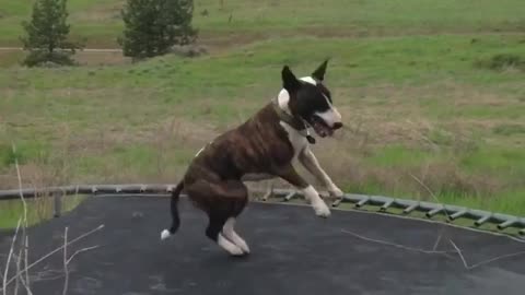 Bull Terrier Merrily Jumps On Trampoline