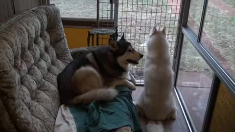 Tonka teaching shy Malamute too howl, Husky can’t resist