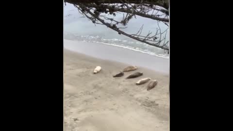 Seal Napping on the Beach!!