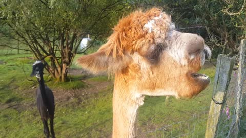 Funny Alpaca eating apples