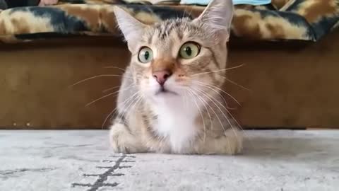 Cat Watching Horror 😱 Movie 😂