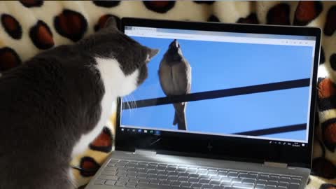 bird calls and cat reactions