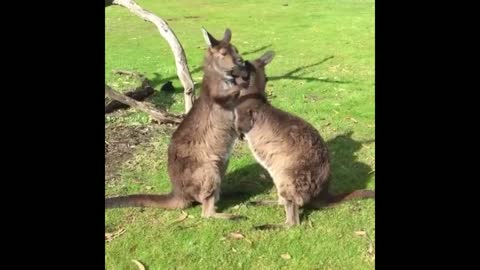 Funny Kangaroos kissing and hugging
