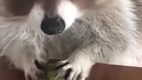 Raccoon Loves Her grapes