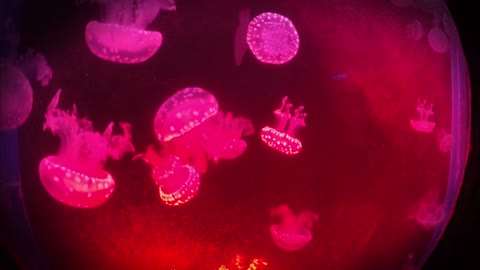 Jellyfish in aquarium ()