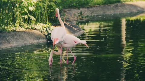 Flamingos Birds Dancing