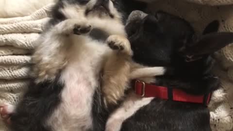 Black white fluffy dog cuddled by black dog