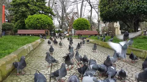 Pigeons attack