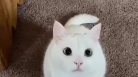 Watch these video cat go crazy & cute cats