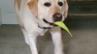 Hilarious Labrador trots like a horse