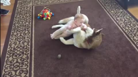 Dog and Baby - Husky Gently Plays With Baby