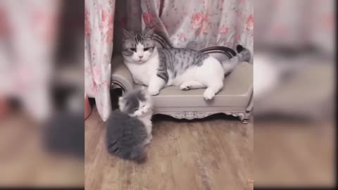 funny cats makes you laughing 😂