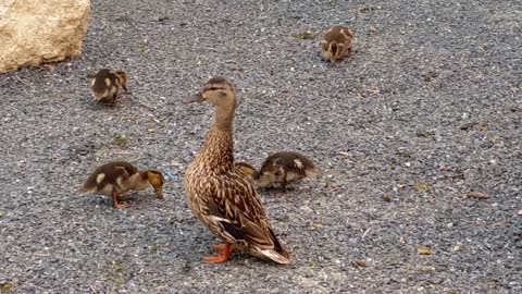 Duck couple with little ones in the park