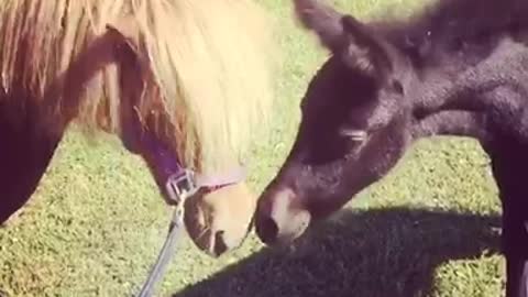 Blacky the Shezel and Tygo miniature horse