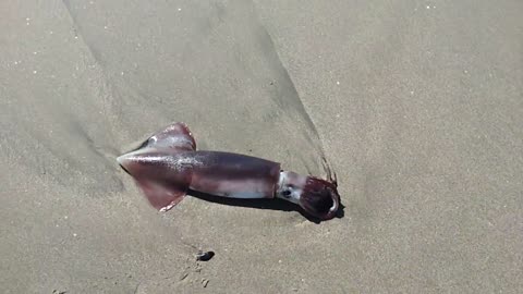 A Live Breathing Beached Humboldt Squid