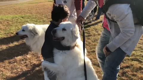 Super sweet dog literally hugs little boy