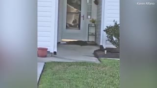 Alligator Rings Doorbell