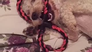 Small white dog on bed has red rope in mouth