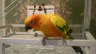 Sun Conure Dancing to Indian Song