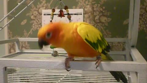 Sun Conure Dancing to Indian Song