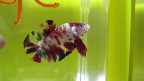 Koi betta fish colorful