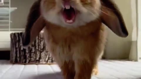 Laughing rabit (OMG so funny please get this viral) #shorts #subscribe #viral #laughing #cute