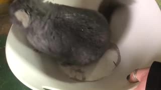 Chinchilla Bath! Never Use Water!