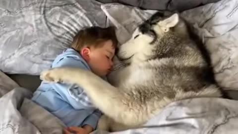 Doggo refuses the owner to get out of bed then proceeds to fall asleep looking after little human