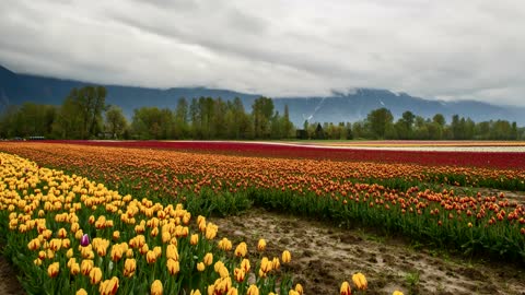 Tulip planting, beautiful flowers