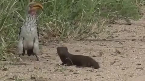 Hilarious dwarf mongoose plays dead for hornbill!