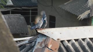 Two Bizarre Funny Bird Fighting With Each Other