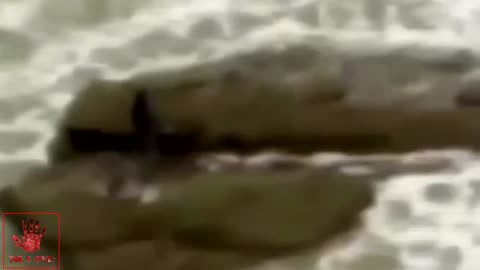 5 Real Mermaid Caught in Camera Scary Sea Creature