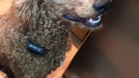 Poodle wants a snack