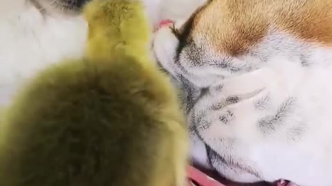 bulldog and her cute kissing companions