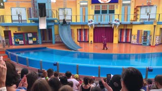 Sea World Orlando Seal Show