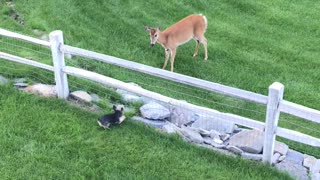 Small Dog and Deer Have Face Off at Fence