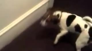 Funny beagle puppy getting laser light
