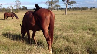 Cat rides horse