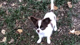 Chihuahua play time