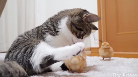 Kitten😃💁 Coco lives with a chick🔰️#3