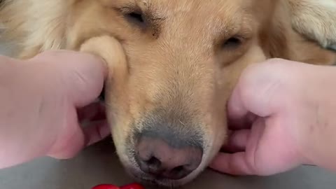 Cute dog's mouth is stuffed with cherries by the owner