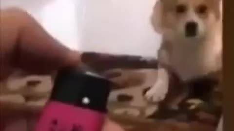 this dog is very scared