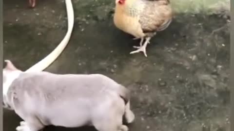 Conflicts between chickens and dogs