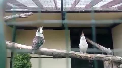 scream kookaburra twins